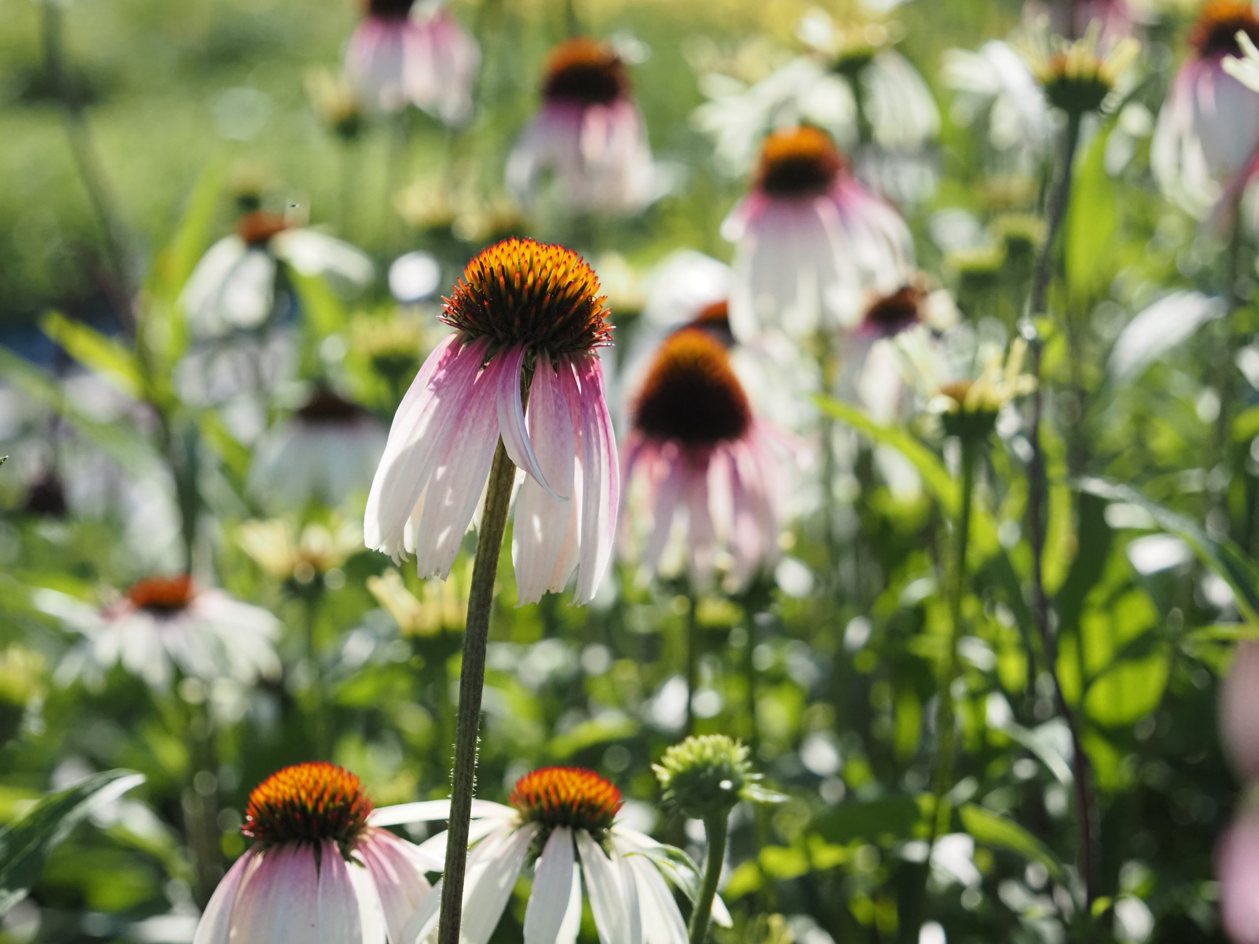 13341_echinacea_purpurea_js_pretty_parasols_BG_007.jpg