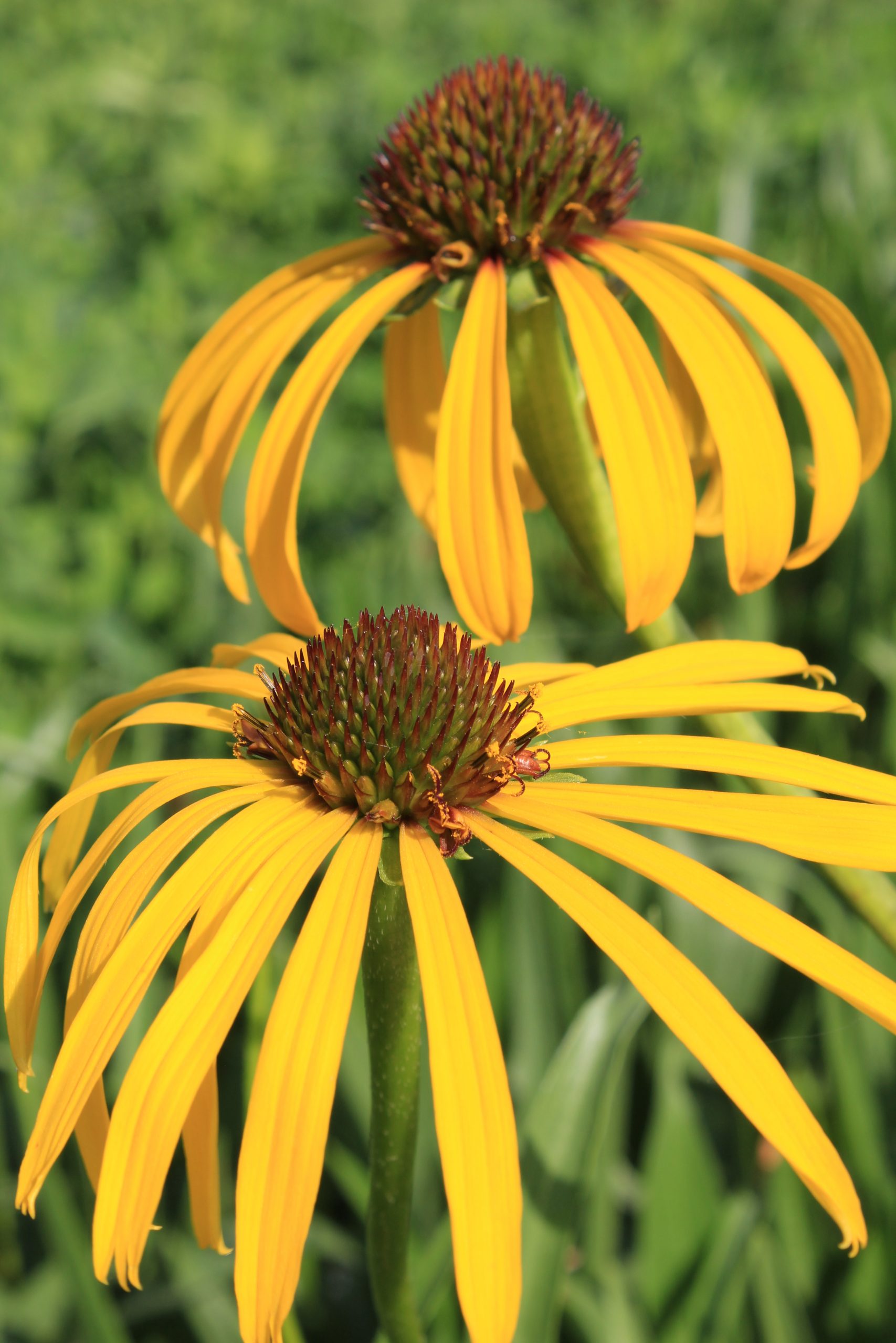 1630_echinacea_paradoxa_SS_001.jpeg
