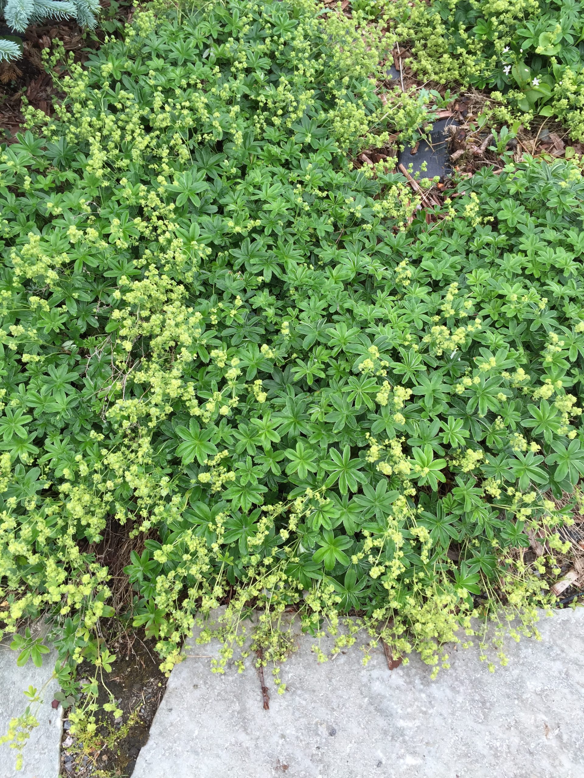 187_alchemilla_alpina_SS_001.jpeg
