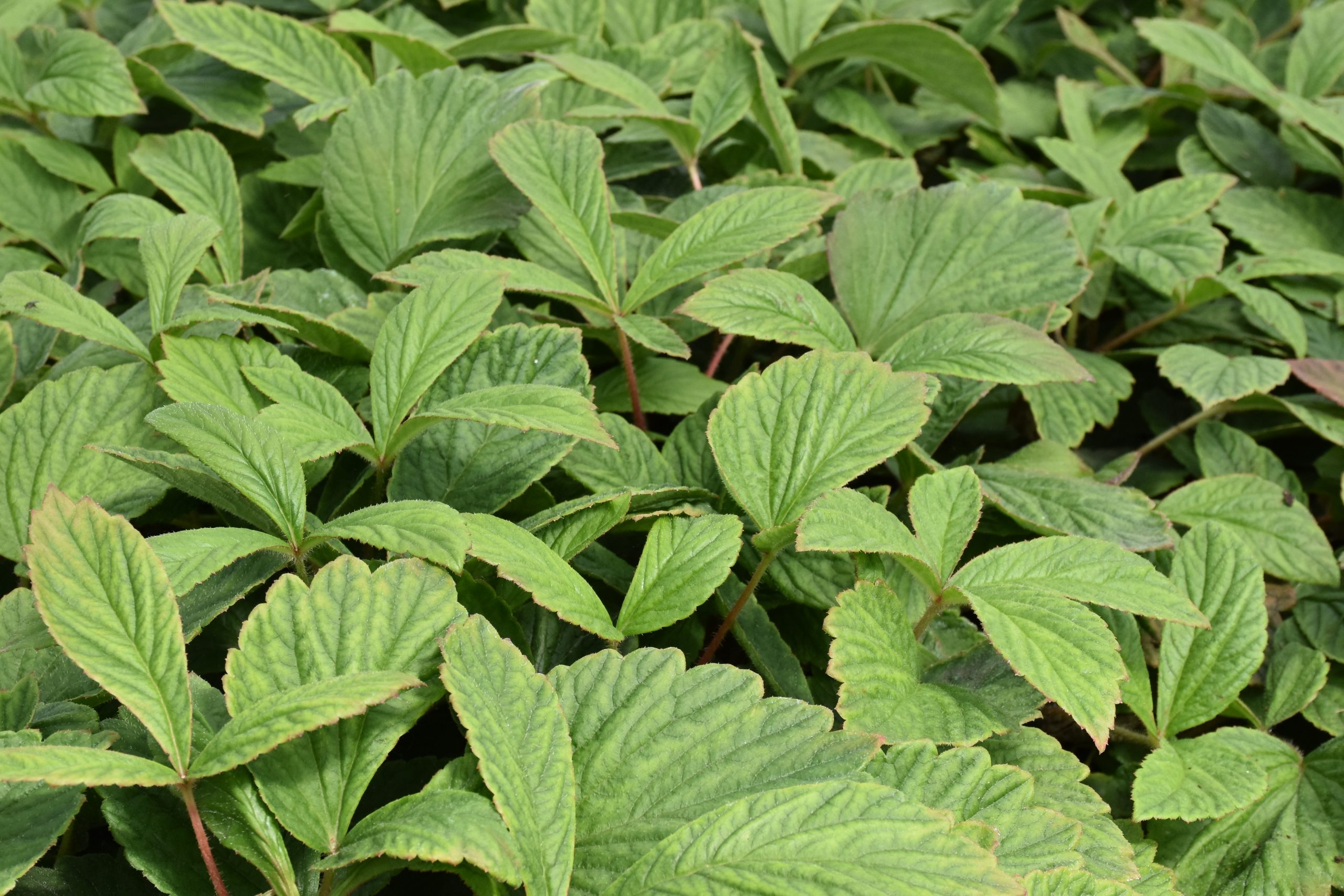 3975_rodgersia_pinnata_chocolate_wings_XS_001.jpeg