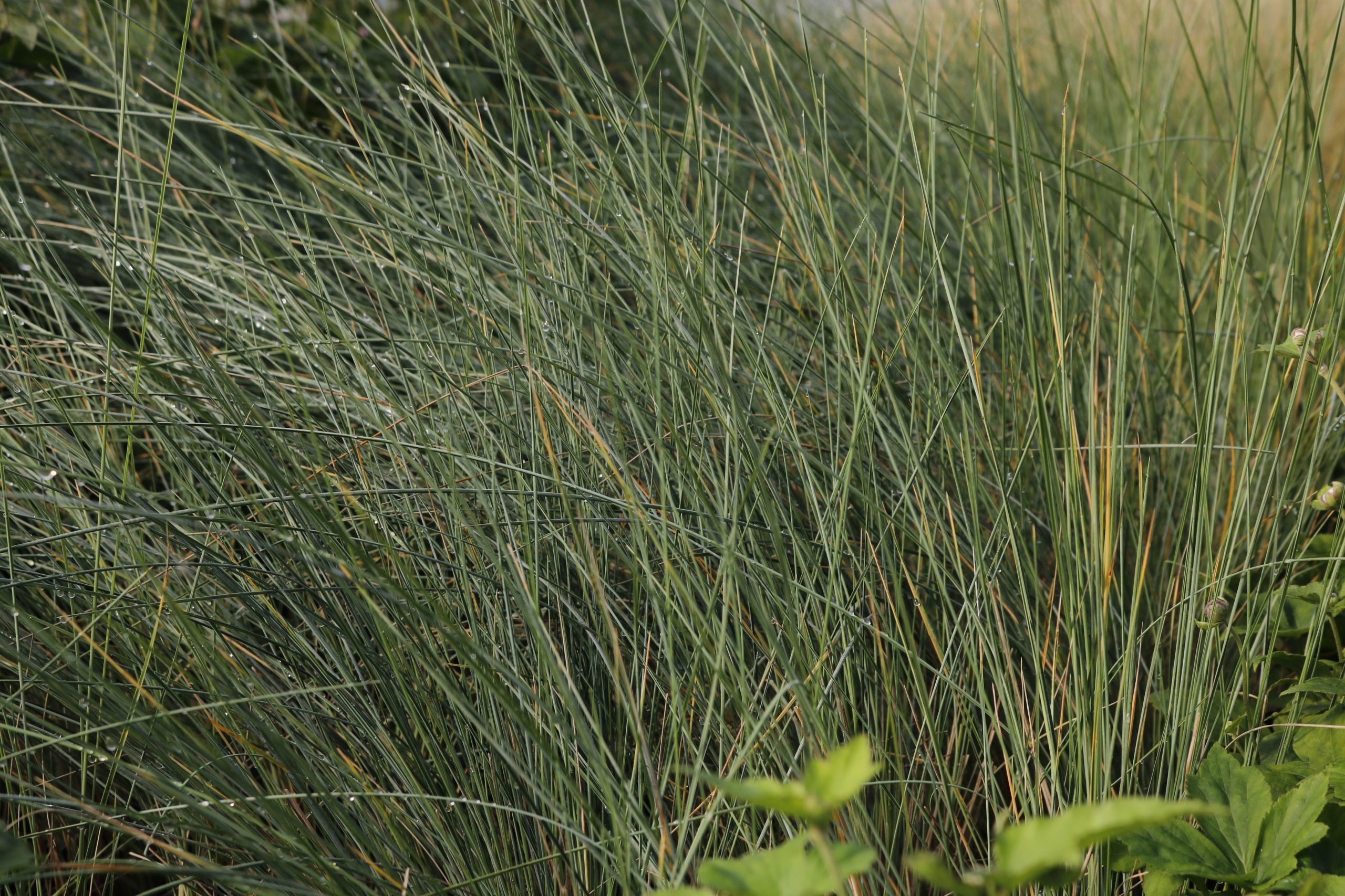 5529_poa_labillardieri_glauca_XS_001.jpeg