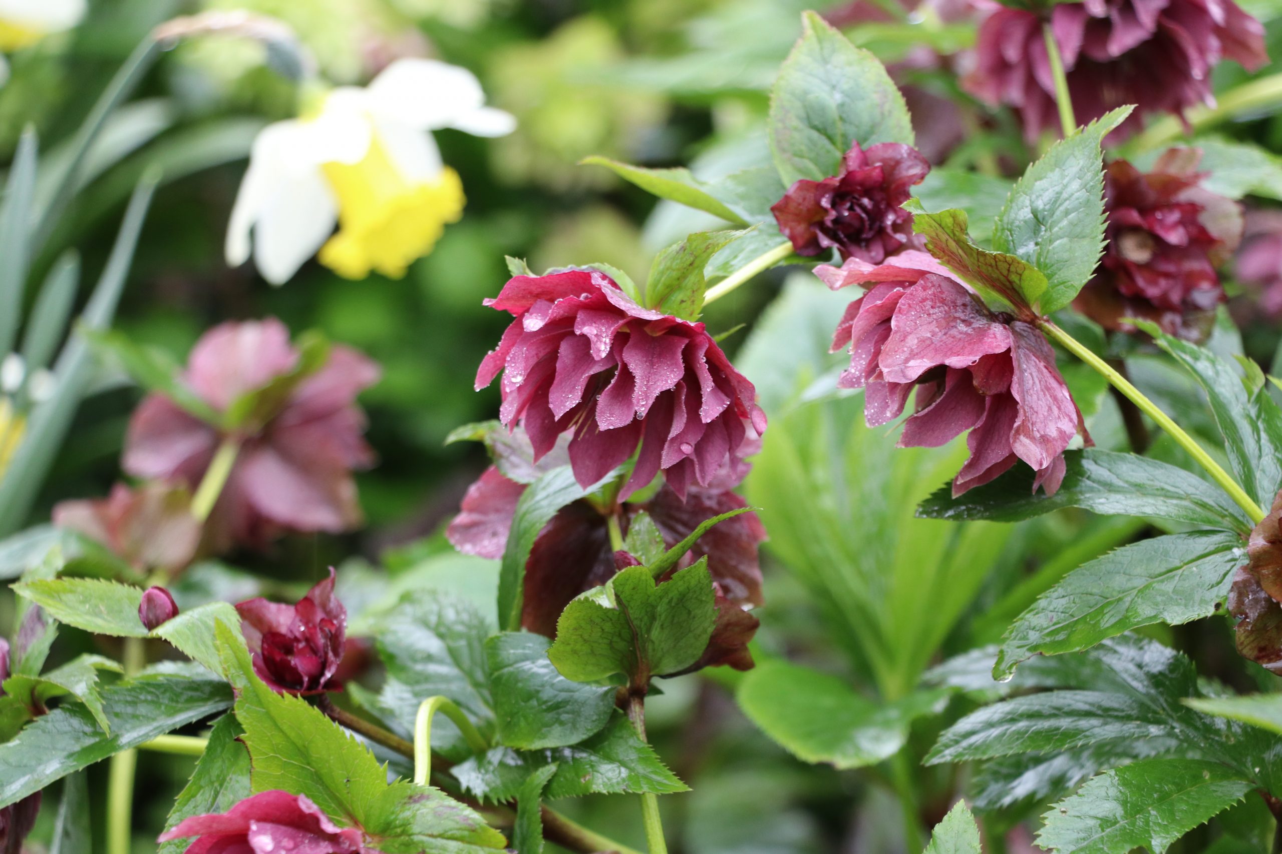 9126_helleborus_orientalis_double_ellen_red_BG_001.jpg