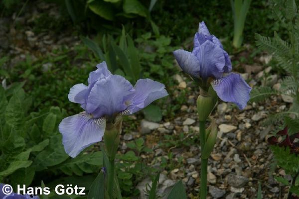P2710_1.jpg