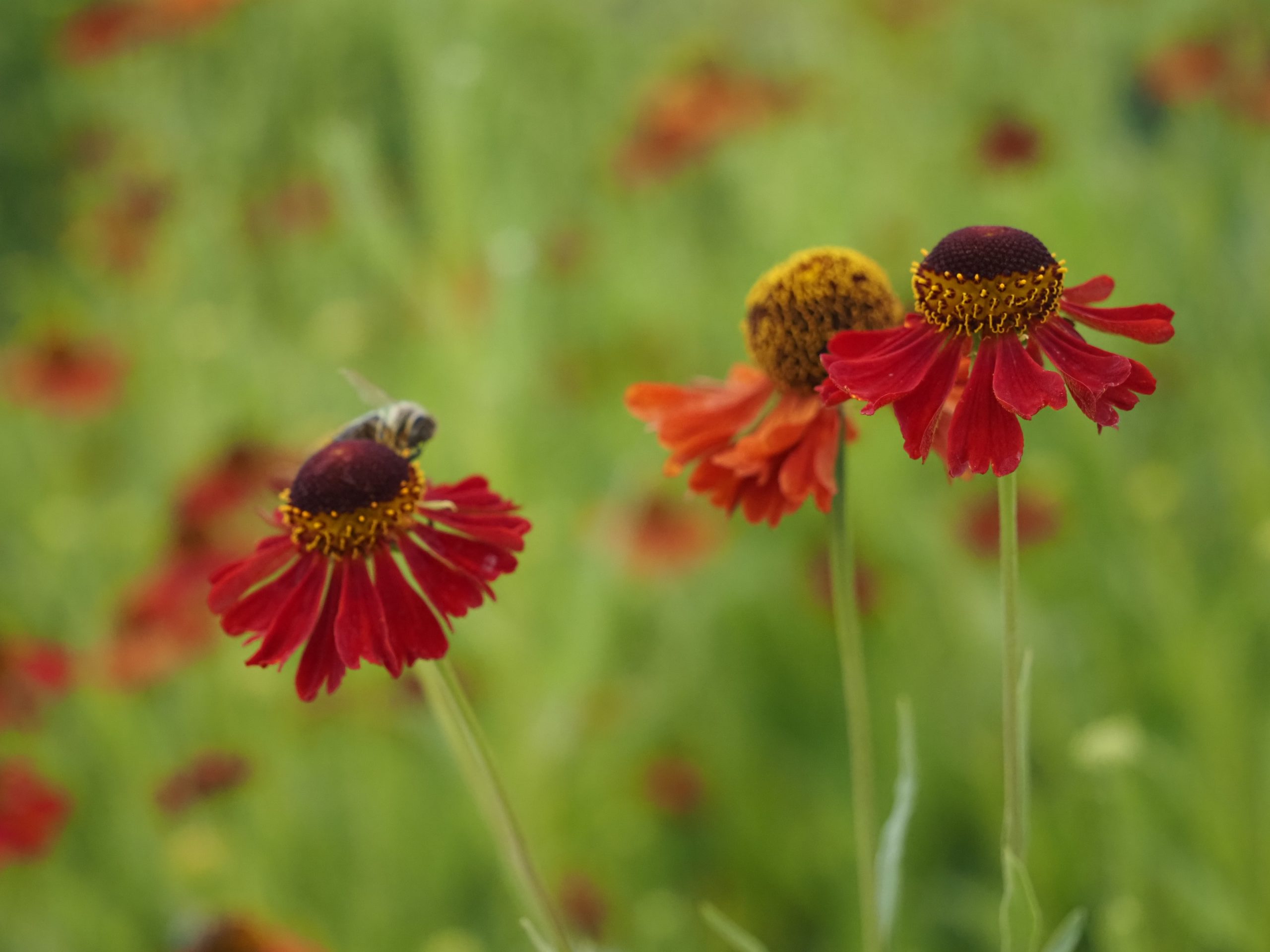 13396_helenium_cult_moerheim_beauty_BG_004.jpg