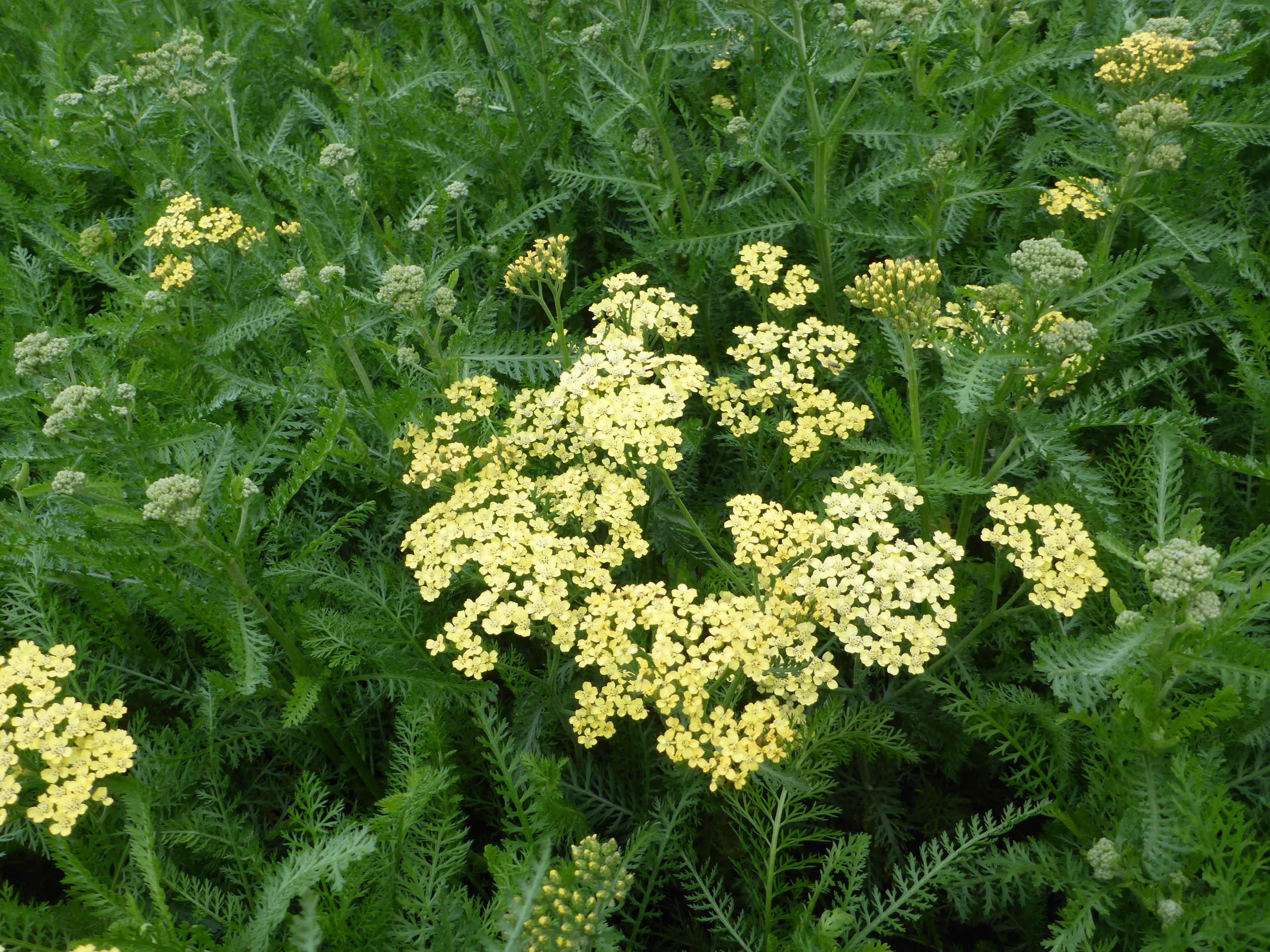 12292_achillea_millef_hella_glashoff_SS_001.jpg