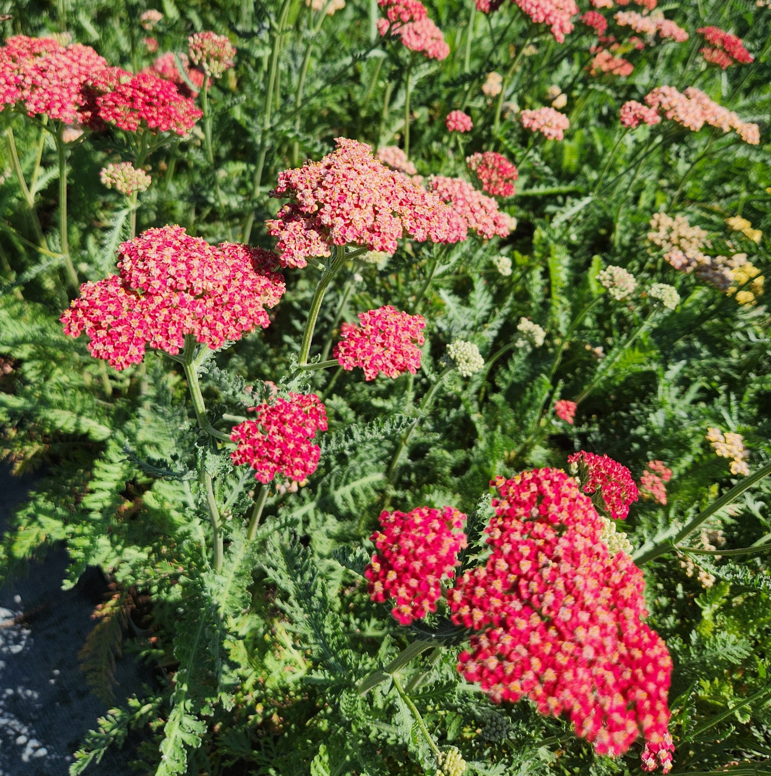 13472_achillea_millef_belle_epoque_CH_001.jpg
