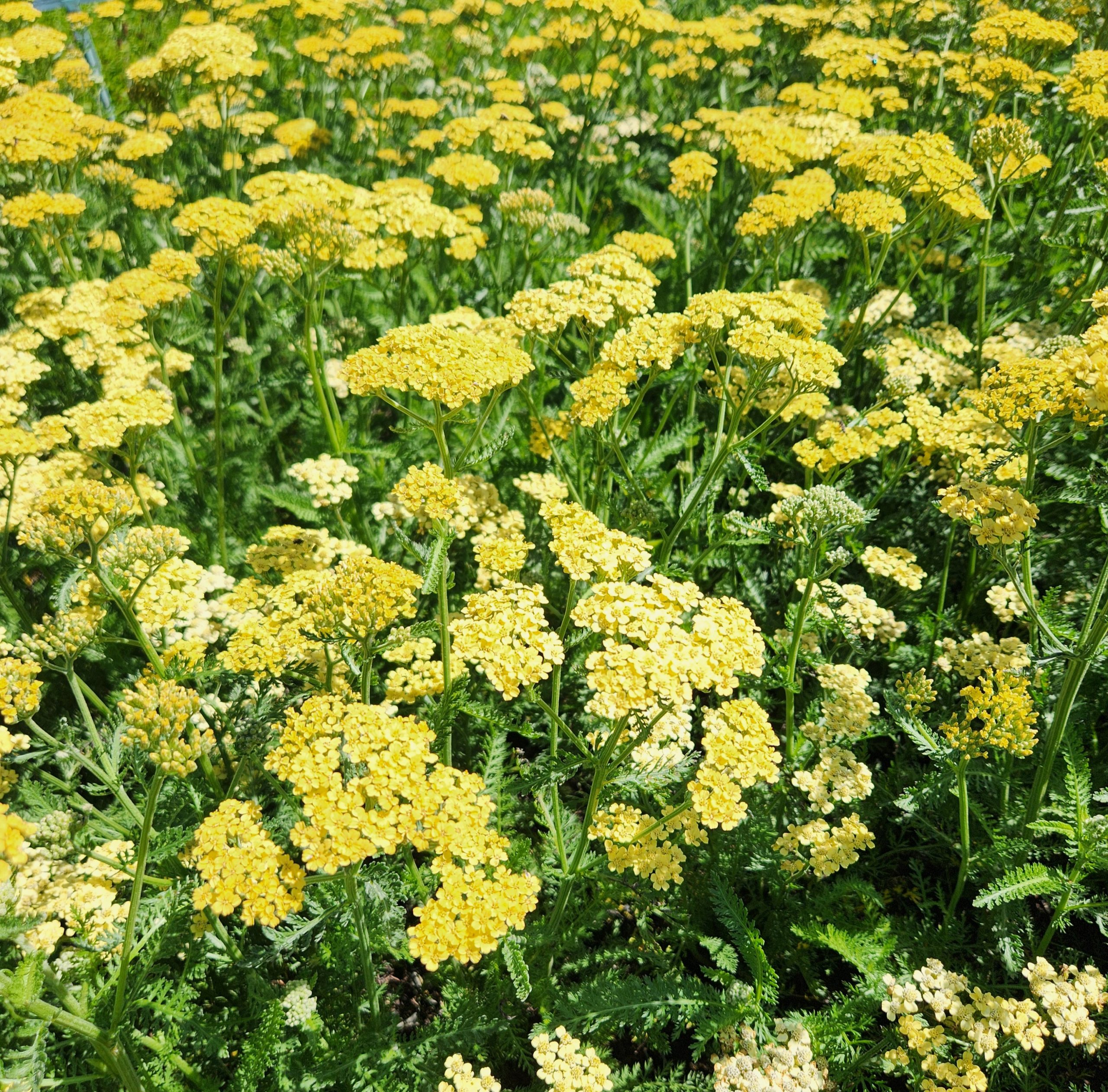 13473_achillea_filipendulina_hella_glashoff_CH_002.jpg