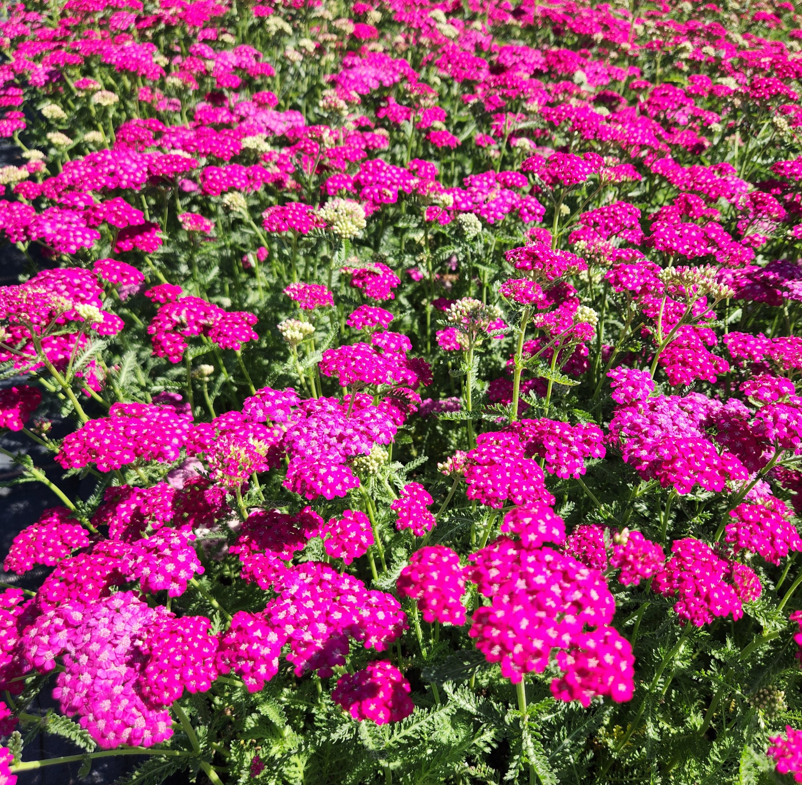 13474_achillea_millef_heidi_CH_002.jpg