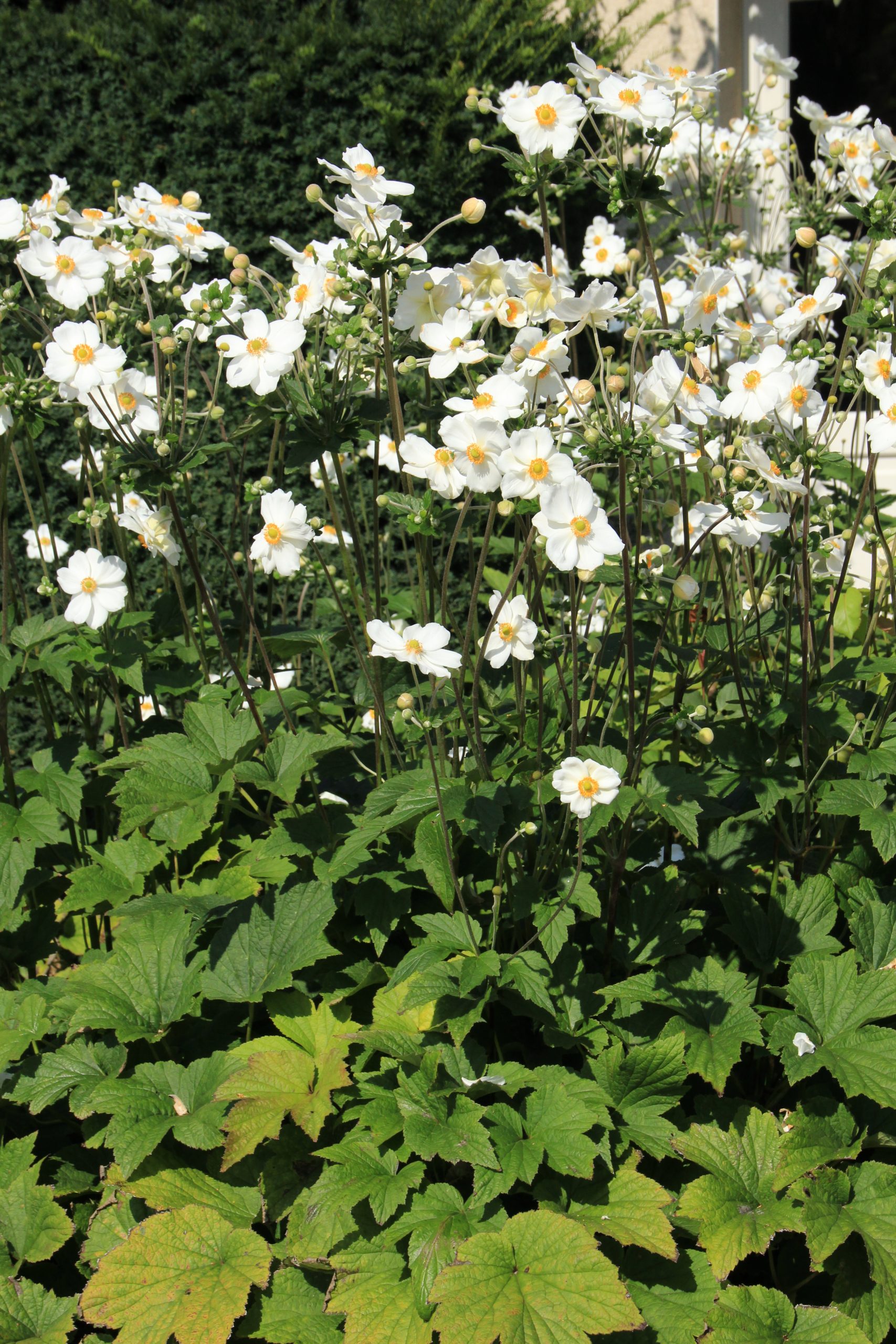 10880_anemone_japonica_honorine_jobert_SS_004.jpg
