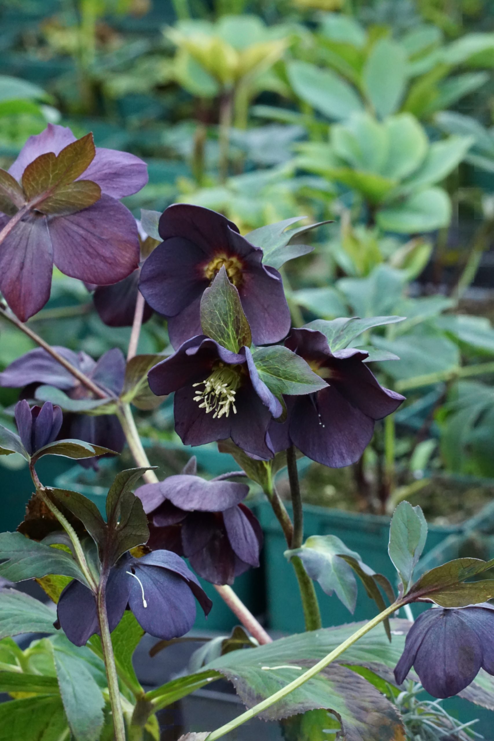 13528_helleborus_orientalis_single_slaty_blue_RS_001.jpg