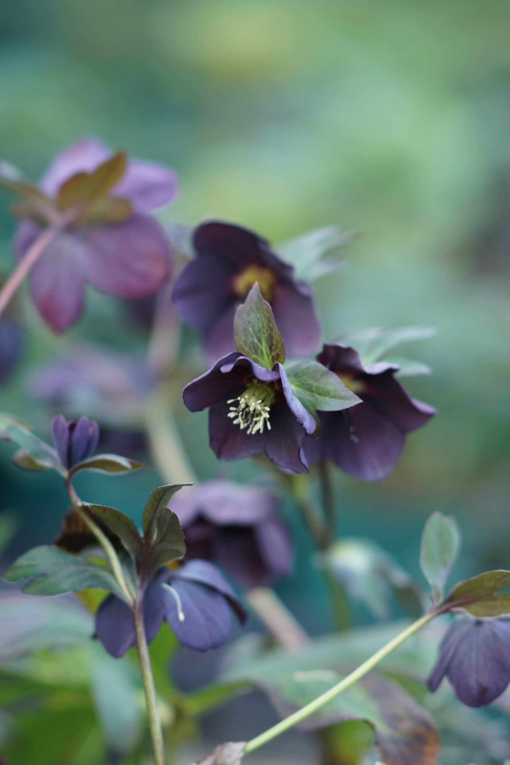 13529_helleborus_orientalis_single_slaty_blue_RS_002.jpg