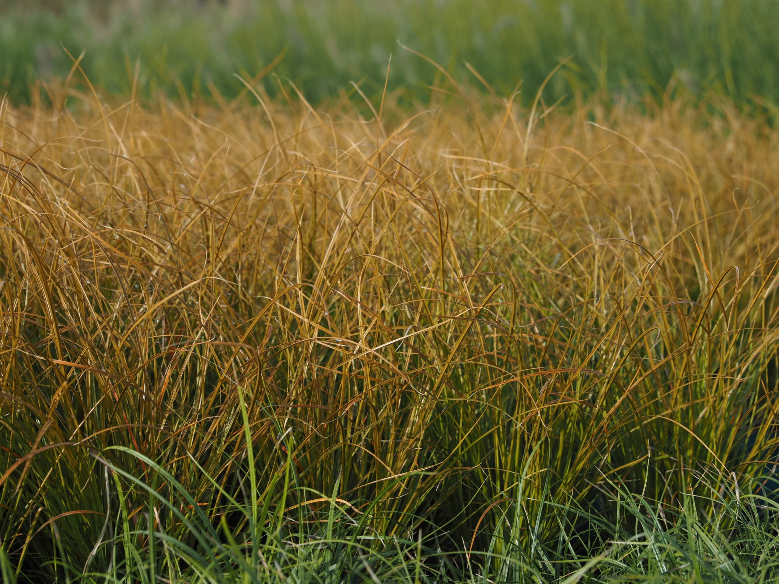 13560_carex_testacea_BG_002.jpg