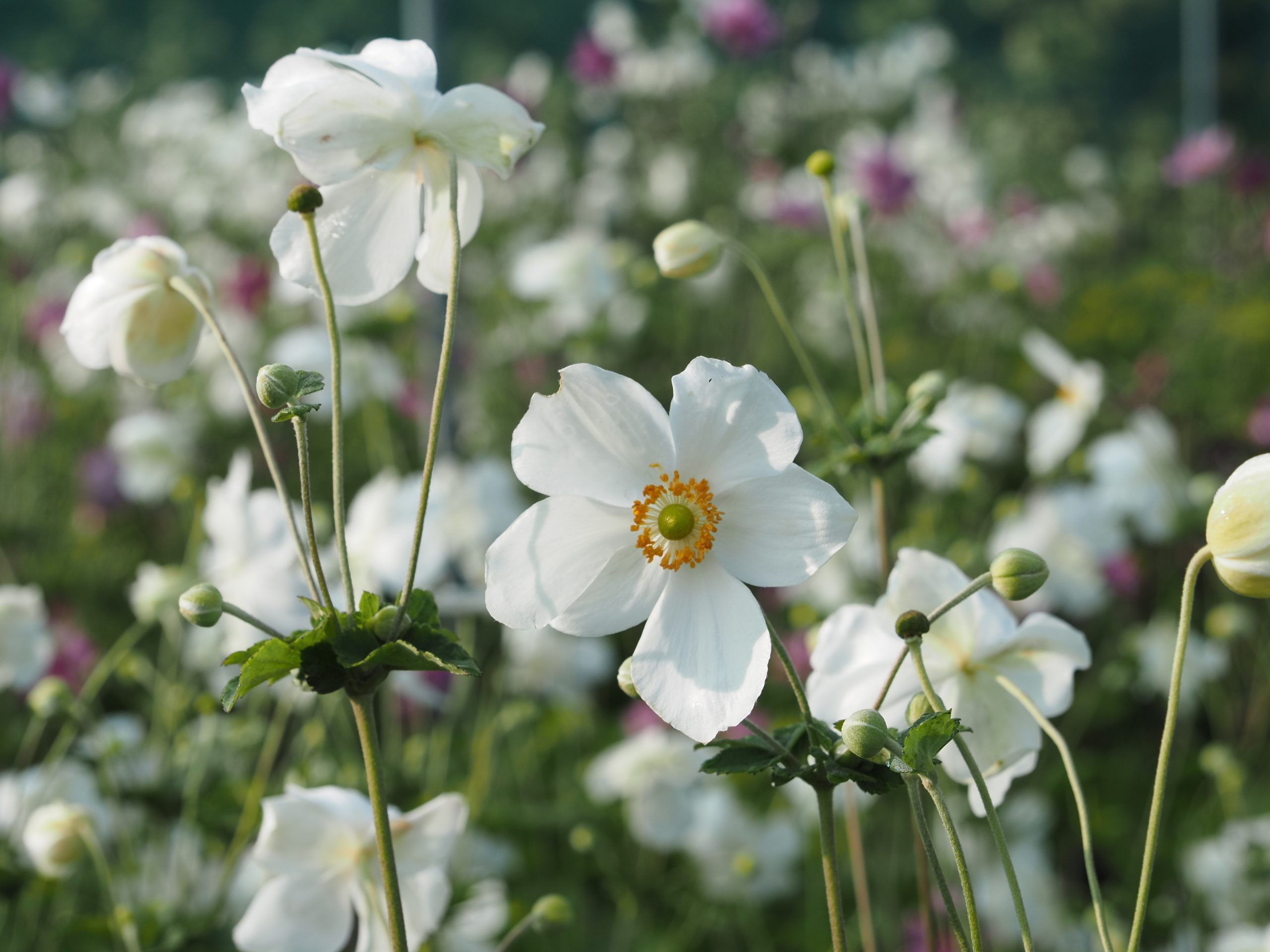 13563_anemone_japonica_honorine_jobert_BG_005.jpg