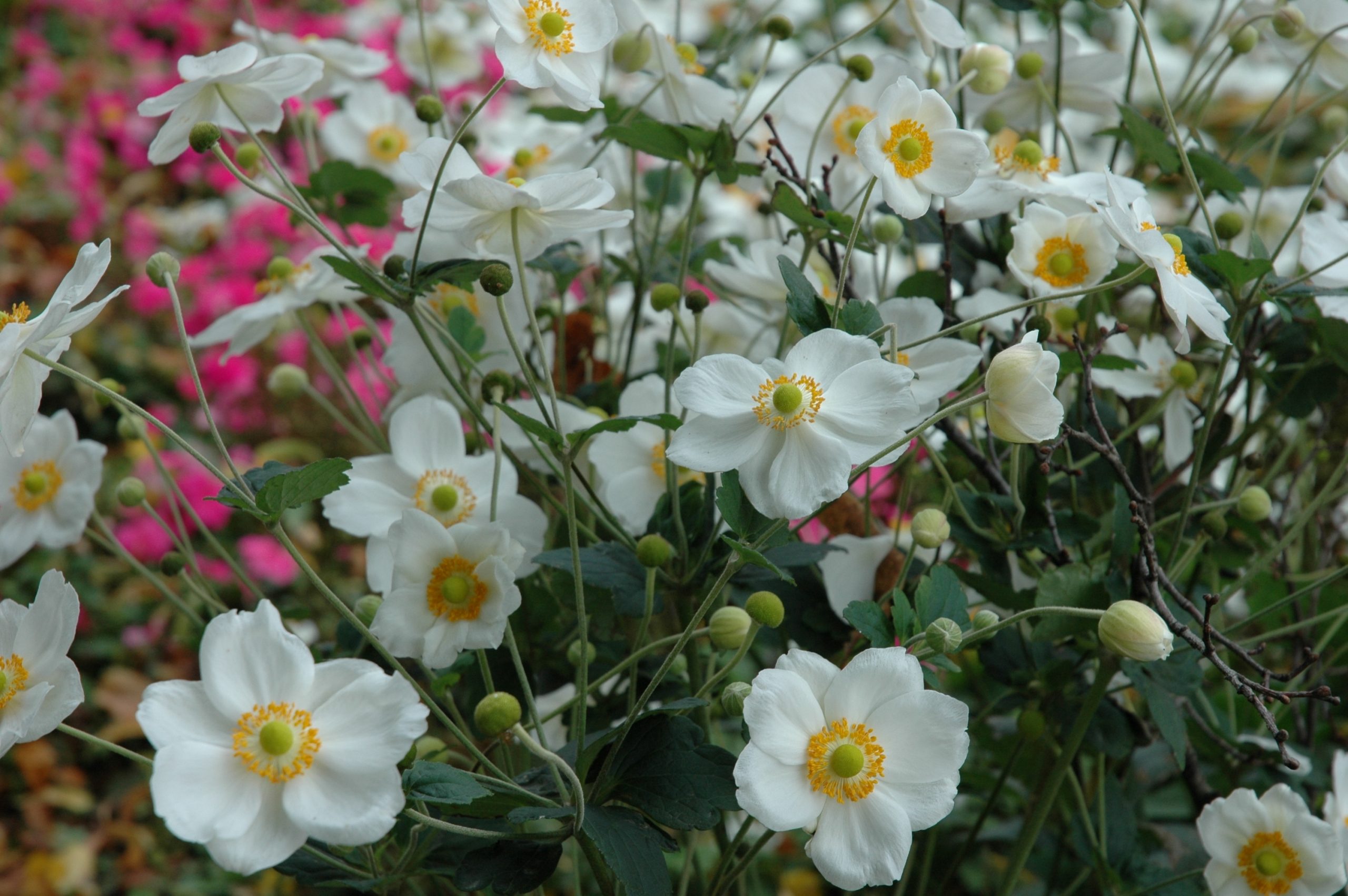 333_anemone_japonica_honorine_jobert_XS_001.jpeg
