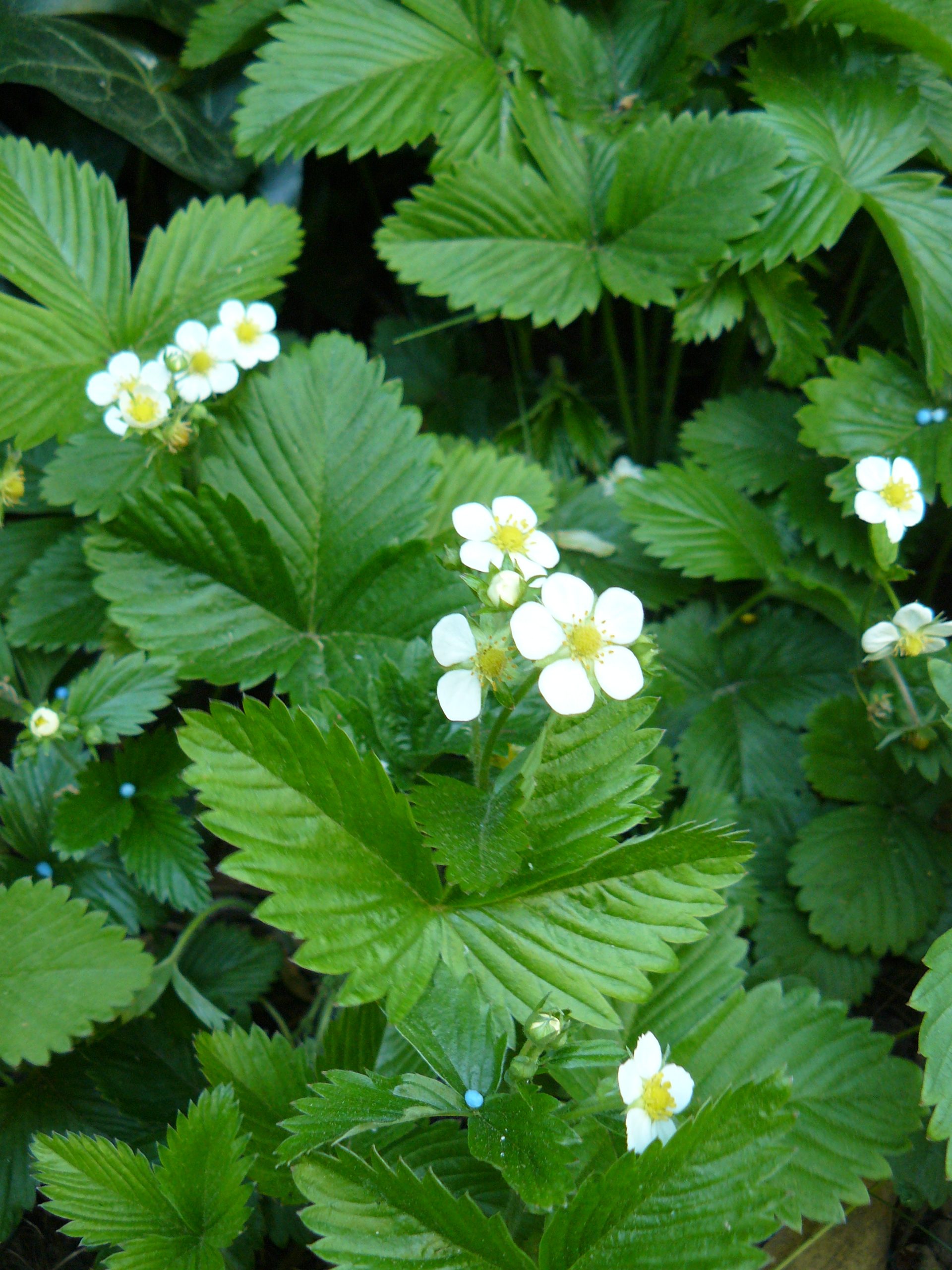 12163_fragaria_vesca_var_semperfl_alexandria_RS_003.jpg