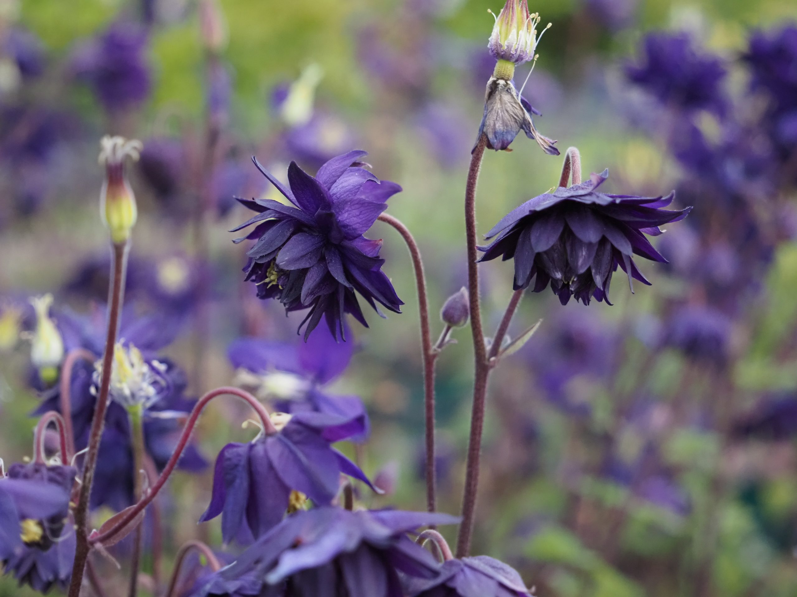 13587_aquilegia_cult_blue_barlow_BG_003.jpg