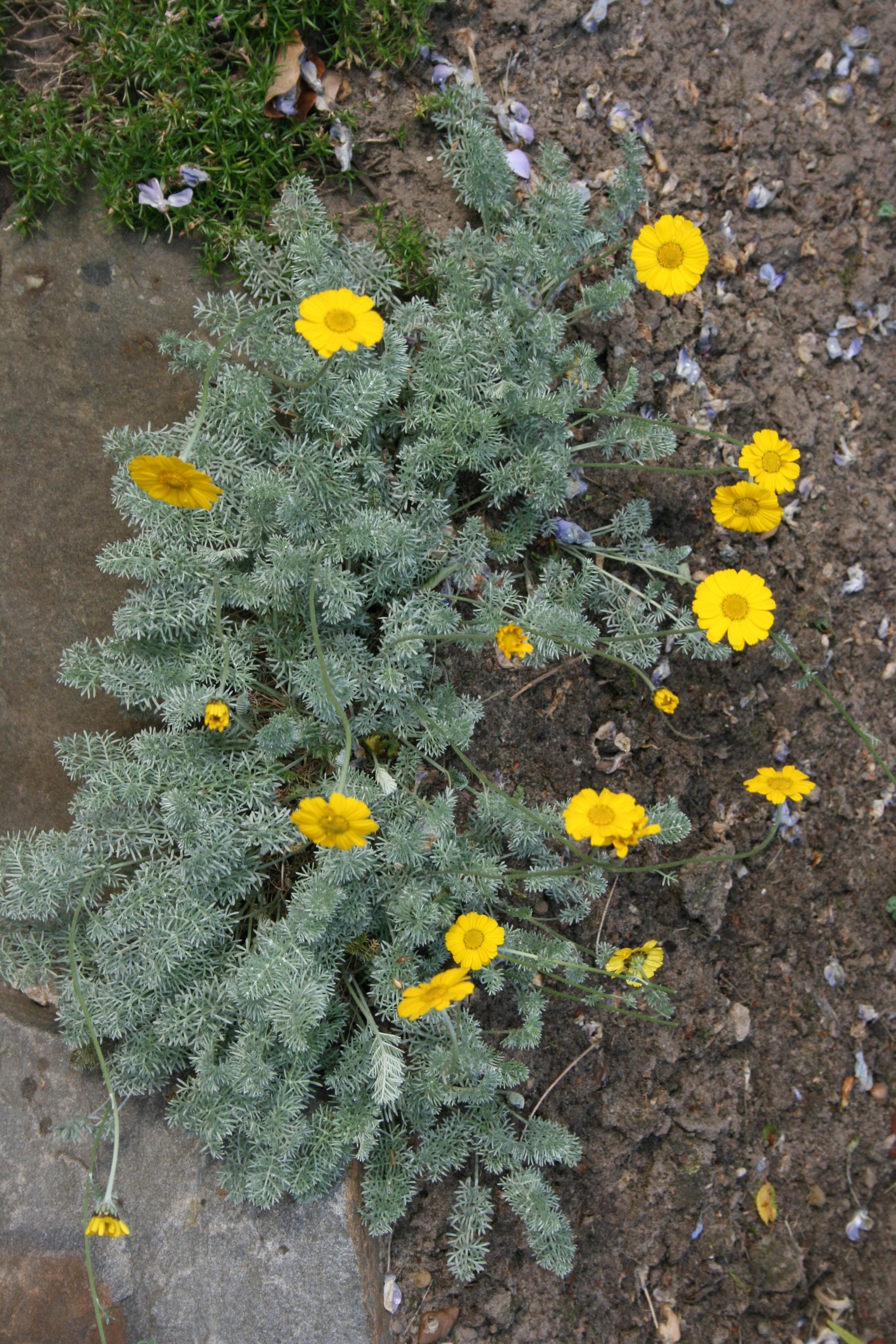 389_anthemis_marschalliana_SS_001.jpeg