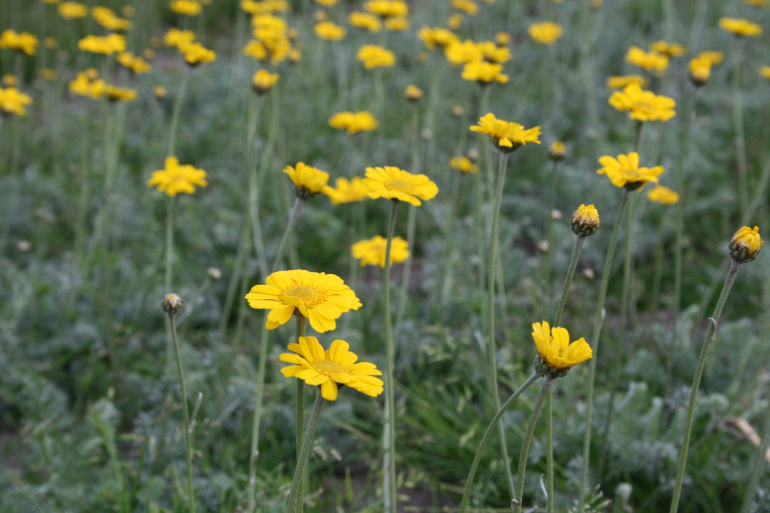390_anthemis_marschalliana_SS_002.jpeg