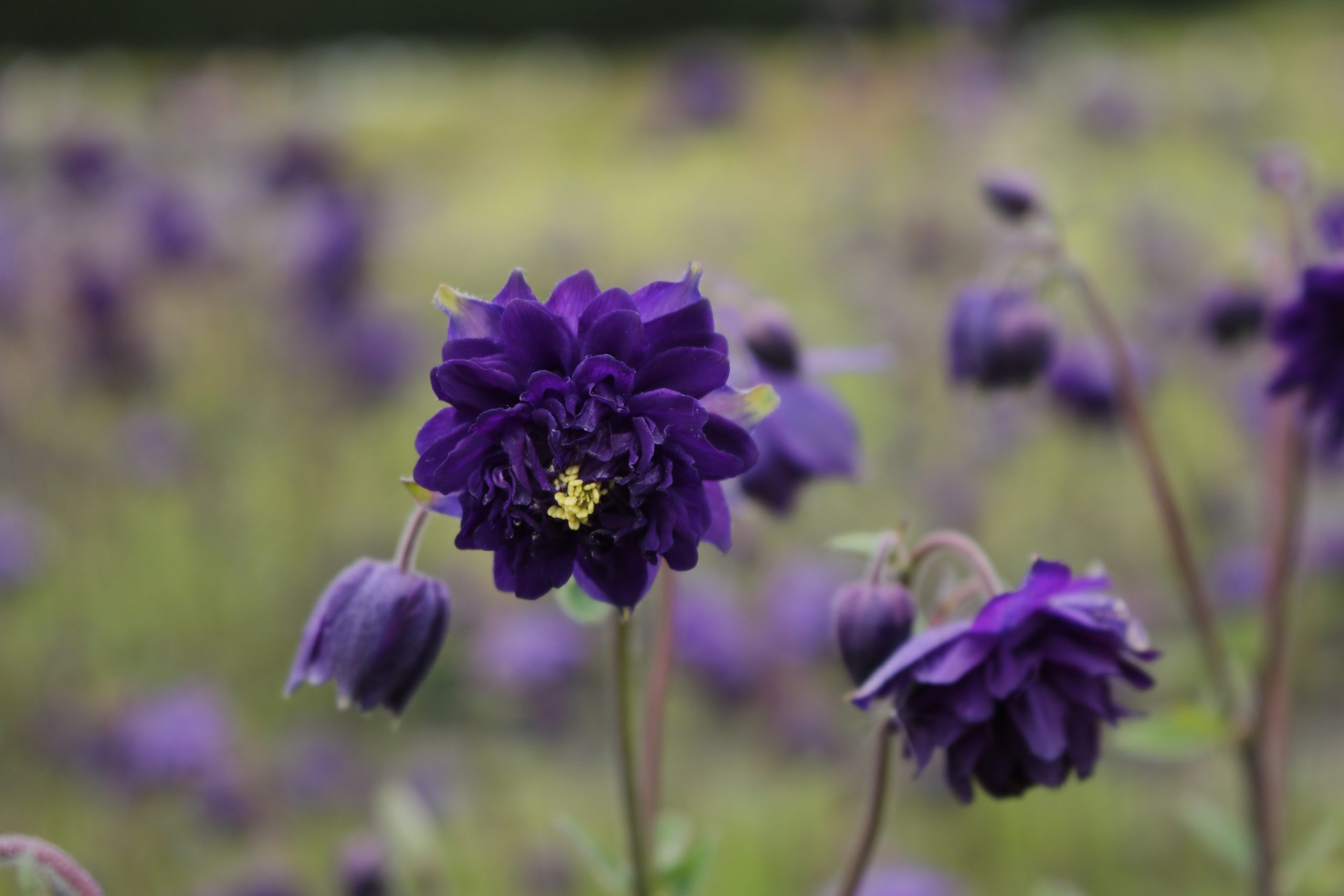 445_aquilegia_cultorum_blue_barlow_XS_002.jpeg